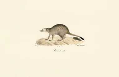 African Mongoose