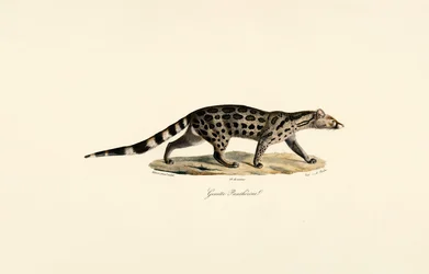 African Palm Civet