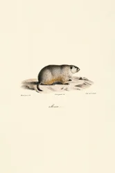 Alpine Marmot (Monax Variant)