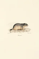 Alpine Marmot
