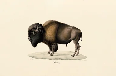 American Bison