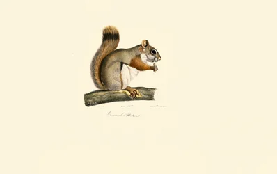 American Red Squirrel