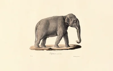 Asian Elephant