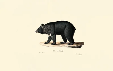 Asiatic Black Bear (Tibetan Bear)