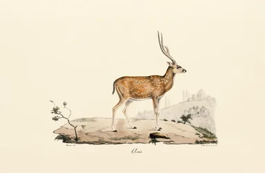 Axis Deer