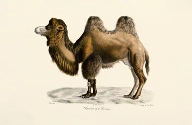 Bactrian Camel