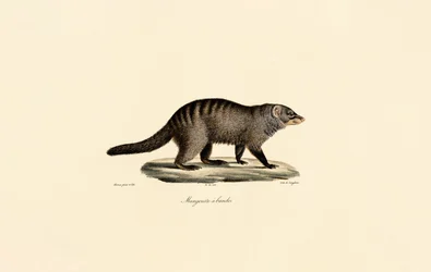 Banded Mongoose