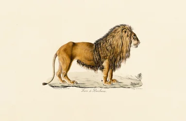 Barbary Lion in Profile