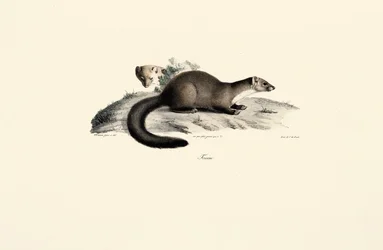 Beech Marten