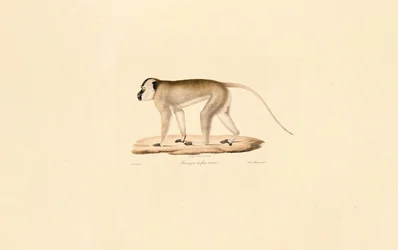 Black-faced Macaque