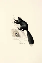 Black Capuchin Monkey (Male)