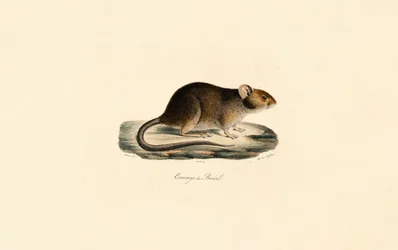 Brazilian Spiny Rat