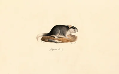 Cape Dormouse