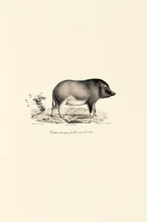Chinese Domestic Pig