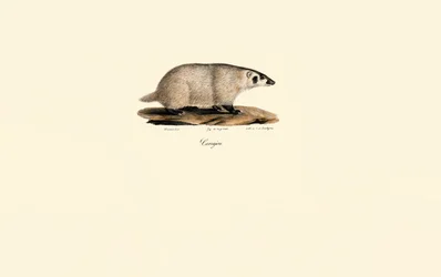 Coati
