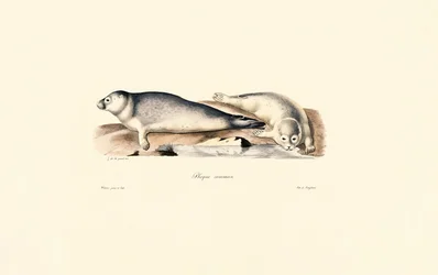 Common Seal