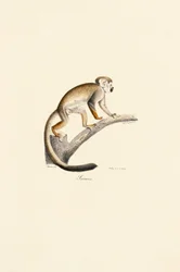 Common Squirrel Monkey on a Branch