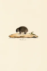 Common Wombat