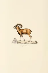Corsican Mouflon