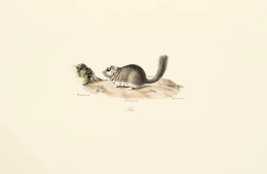 Coypu