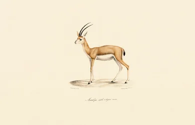 Dorcas Gazelle (Male)