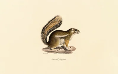 Eastern Chipmunk