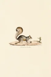 Eastern Gray Squirrel