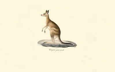 Eastern Grey Kangaroo