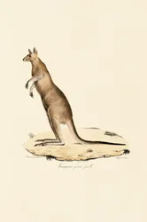 Eastern Grey Kangaroo