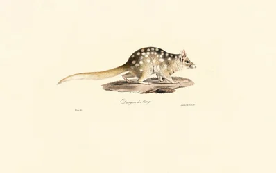 Eastern Quoll
