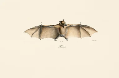 Egyptian Fruit Bat