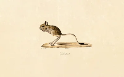 Egyptian Gerbil (Female)