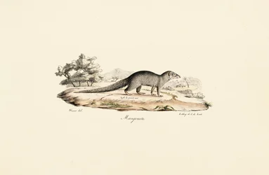 Egyptian Mongoose