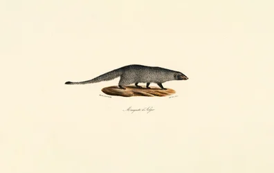 Egyptian Mongoose