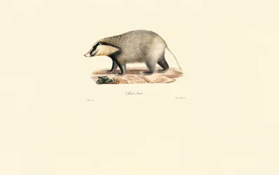 European Badger