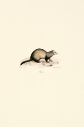 European Ferret