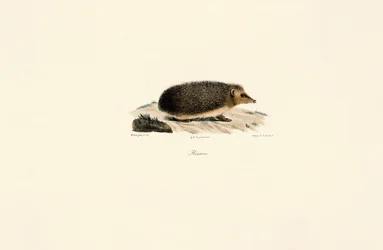 European Hedgehog