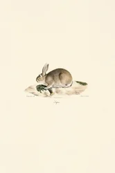 European Rabbit