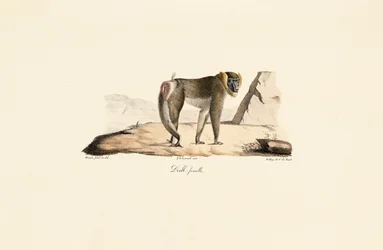 Female Drill