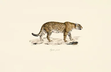Female Jaguar