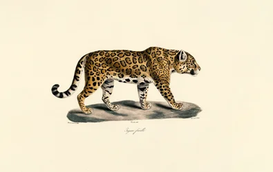 Female Jaguar