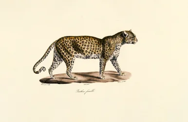 Female Leopard