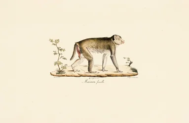 Female Night Monkey