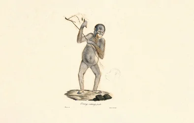 Female Orangutan