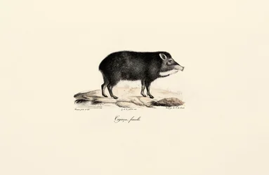 Female Peccary