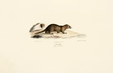 Ferret and Stone Marten