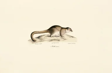Gray Mouse Lemur