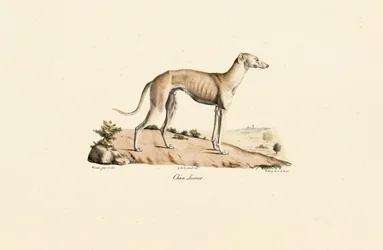 Greyhound