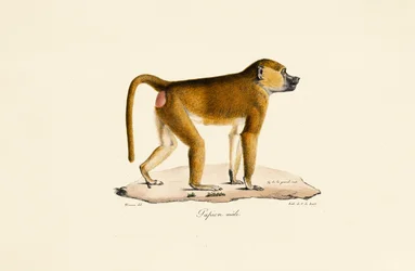 Guinea Baboon (Male)