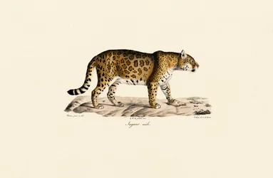 Jaguar (Male) in Side View